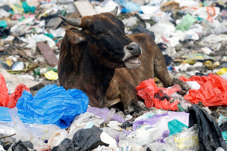 A cow sits among debris at a dumping ground in Nairobi