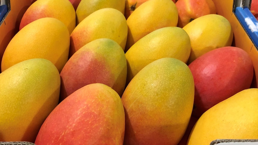 a box of mangoes with red blush.