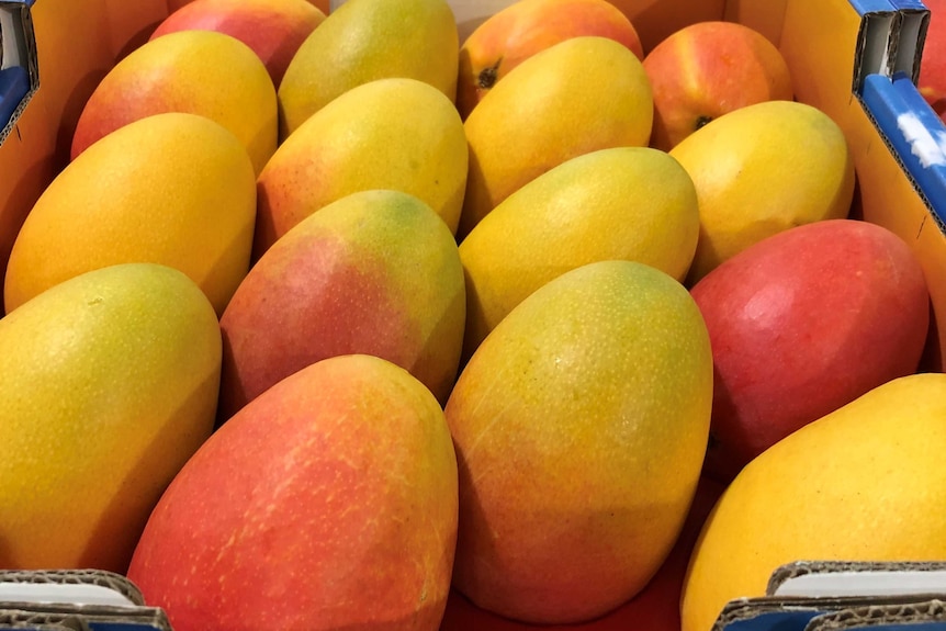 a box of mangoes with red blush.