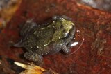 A close up of the small Baw Baw Frog