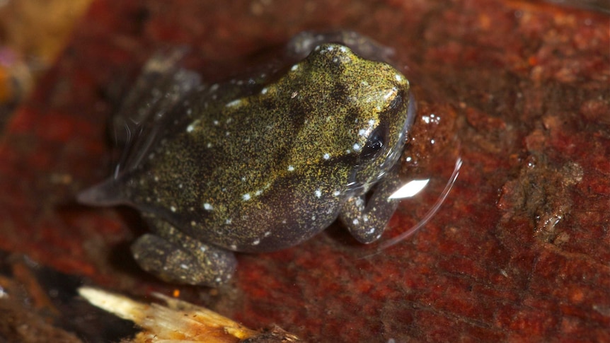 A close up of the small Baw Baw Frog