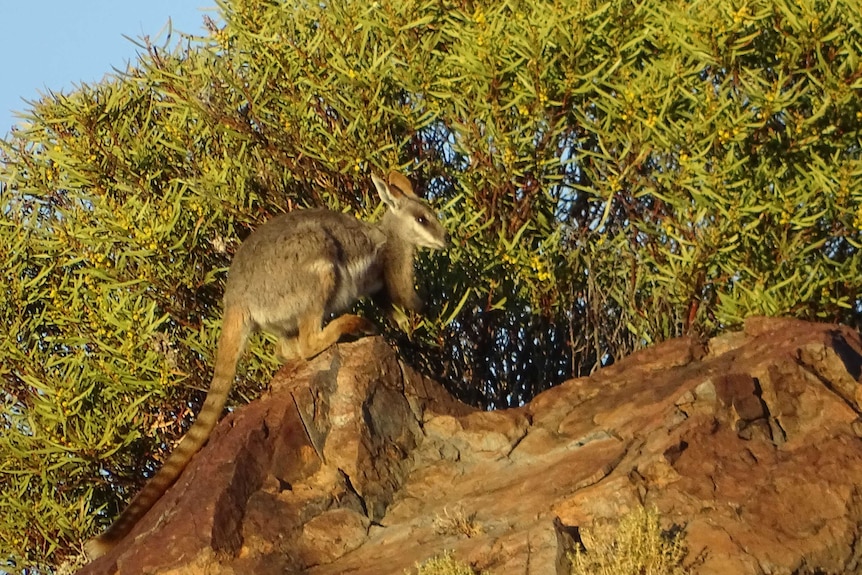 A yellow-footed rock wallaby sits on rocks at Boolcoomatta Reserve in South Australia.