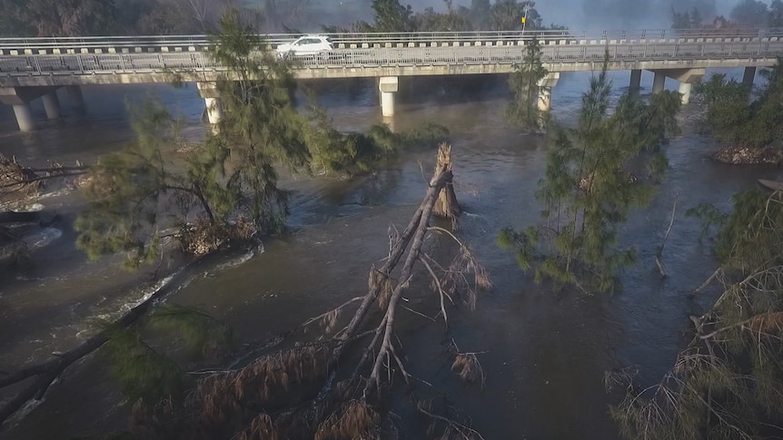 A giant tree's trunk is cut in half after flooding