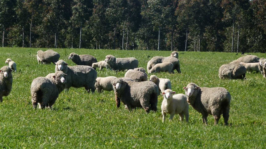 A mob of sheep stand in a green paddock in front of a tree plantation at Jigsaw Farms