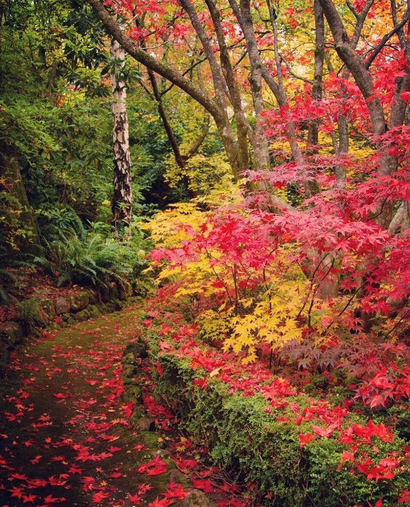Picture of red and yellow trees, autumn colours
