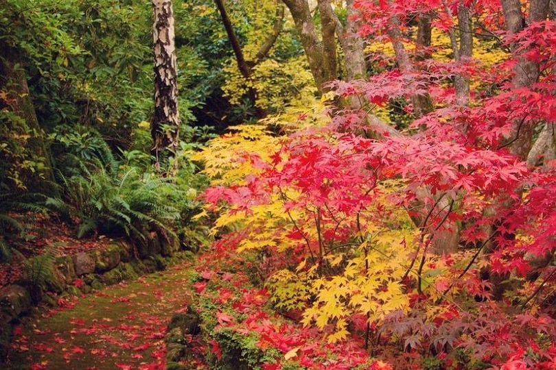 Picture of red and yellow trees, autumn colours