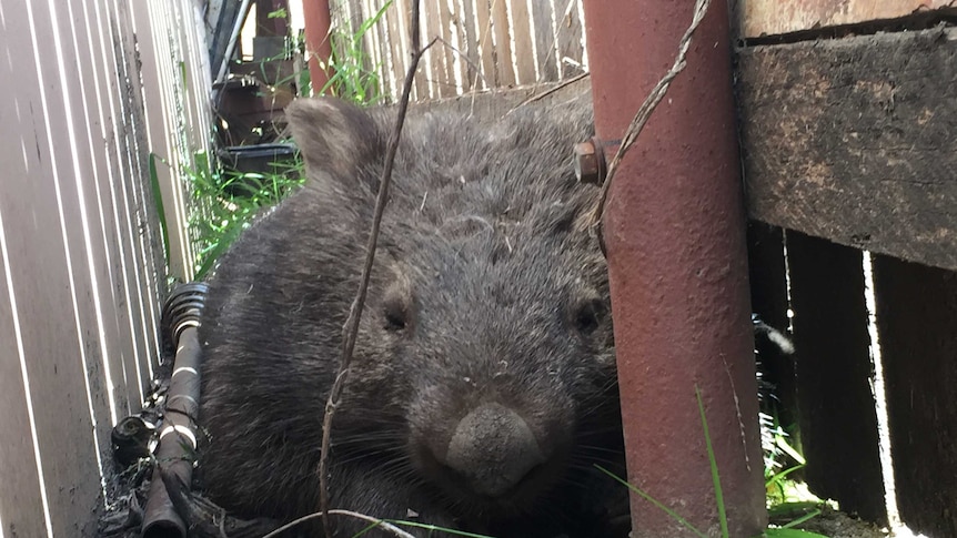 A large wombat sleeps between the garage and back fence of a suburban backyard in Bega on the New South Wales far south coast