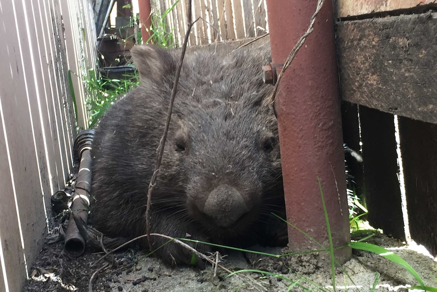 A large wombat sleeps between the garage and back fence of a suburban backyard in Bega on the New South Wales far south coast