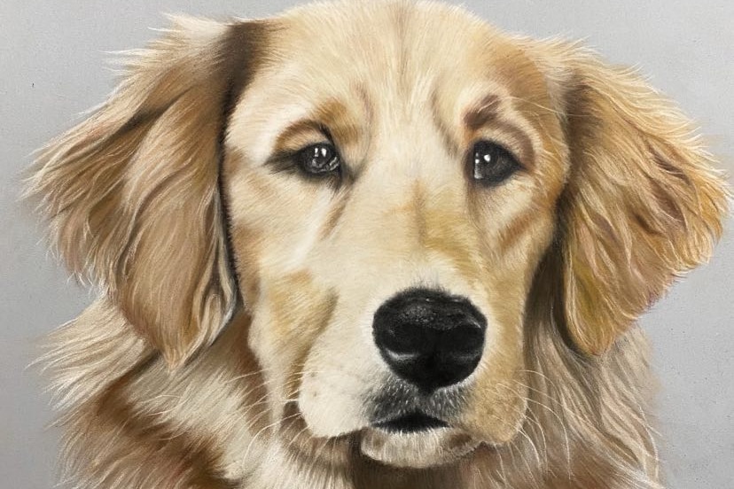 A portrait of a golden-coloured dog with a black nose.