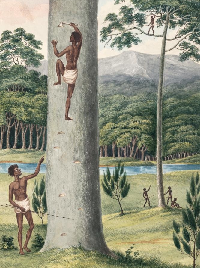 An Aborigine Climbing a Tree by Cutting Steps in the Trunk