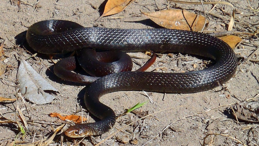 Black whip-snake