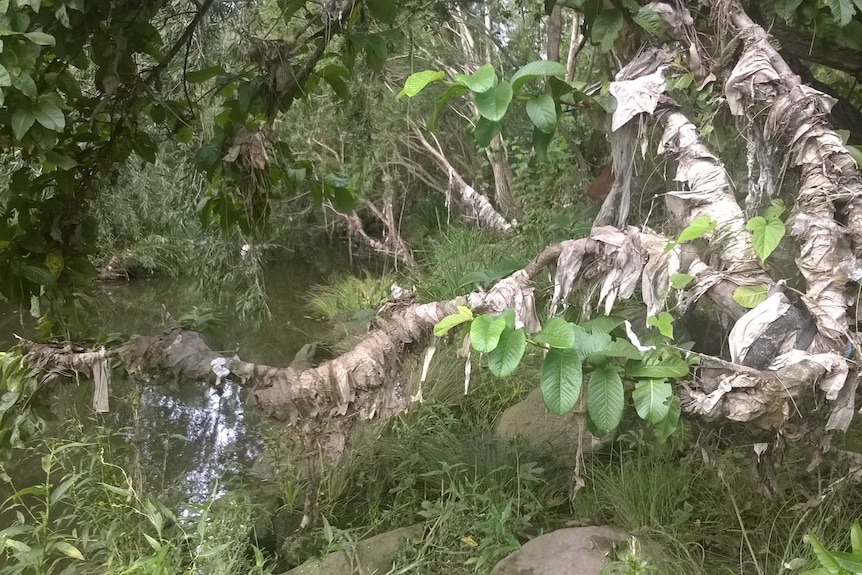 A heap of flushed away wet wipes hang from a tree