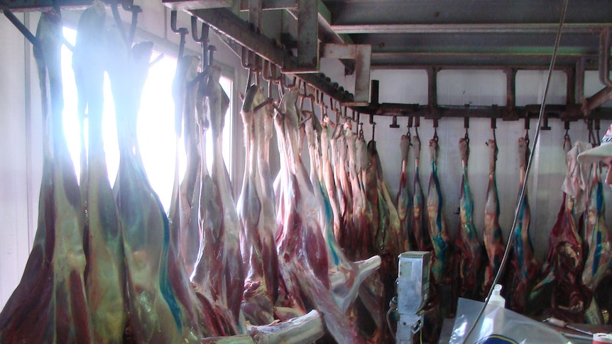 Kangaroo carcasses lines up in cold room.