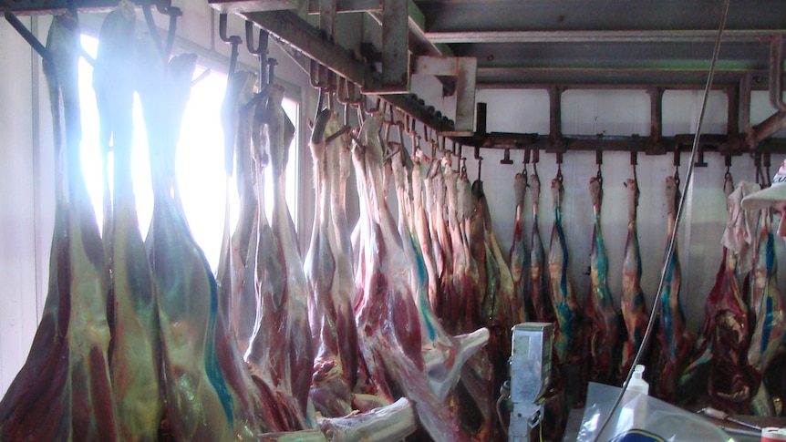 Kangaroo carcasses ready for processing