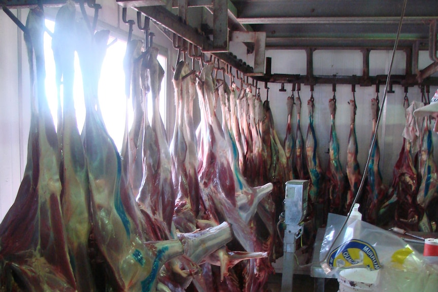 Kangaroo carcasses lines up in cold room.