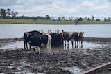 Cattle standing in mud and water next to river