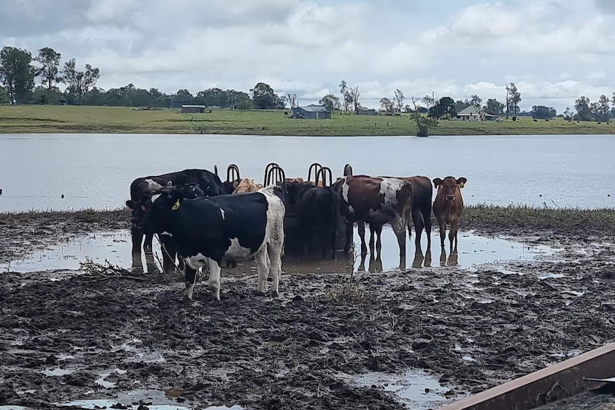 Cattle standing in mud and water next to river