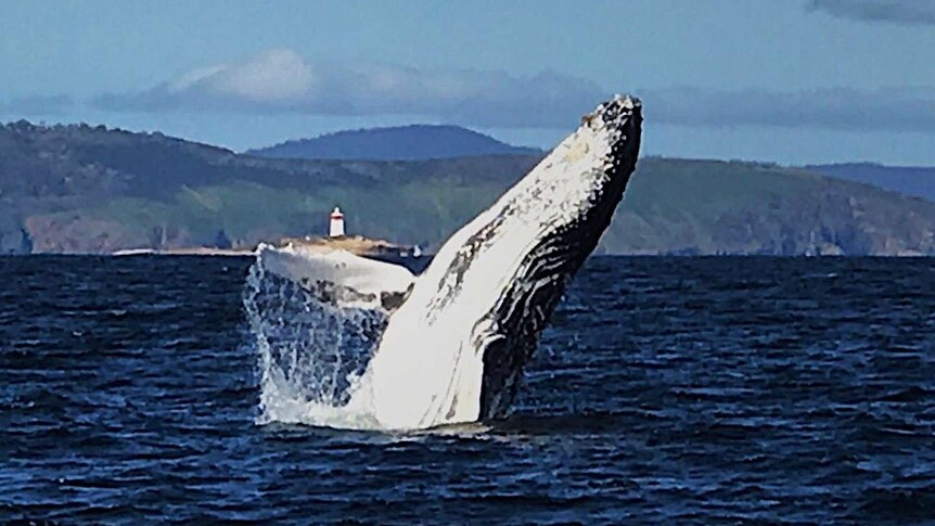 A whale leaping at the Iron Pot.