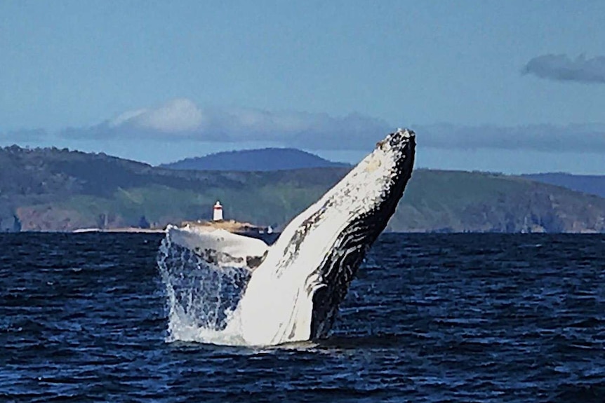 A whale leaping at the Iron Pot.