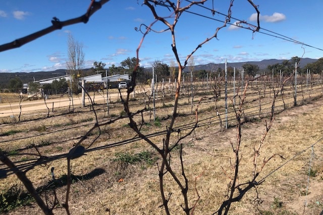 A bare wine grape vine at Ridgemill Estate near Stanthorpe, June 2020.