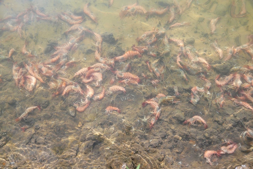 Dead prawns on a Logan River farm