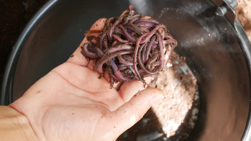 a bundle of earthworms in the palm of a human hand