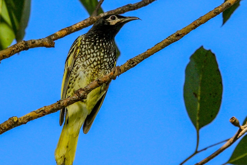 A black and yellow medium sized bird sits on a tree branch, against a blue sky background.