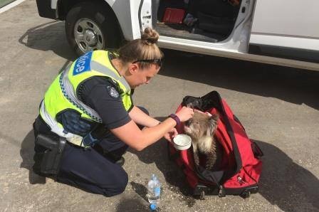 Koala being treated by Victoria Police