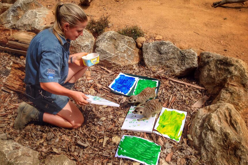 Zookeeper Caitlin Thomas lends a hand to the artistic meerkats.