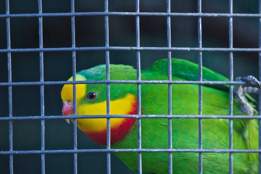 A male parrot, brightly coloured, impeccable neat feathers, hangs onto a metal grill in its cage. It has intelligent eyes.