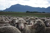 merino sheep in a paddock
