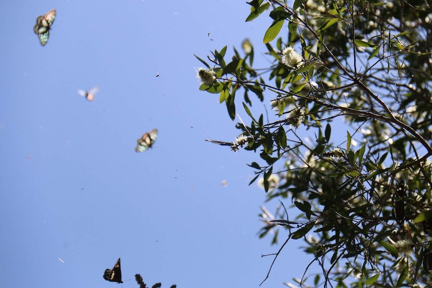 Multiple butterflies flying in front of a blue sky and a native Australian tree