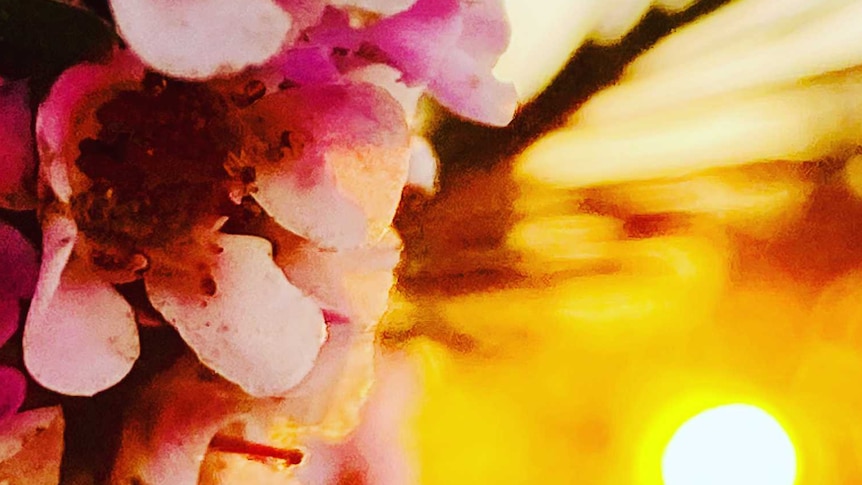 Close up on pink floral blossoms with a setting sun in the background.