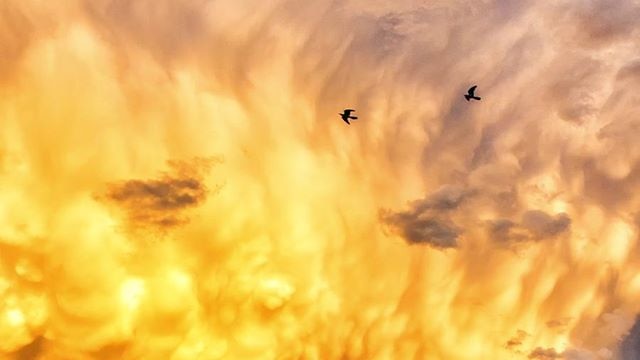 Huge storm cloud builds with two birds in foreground