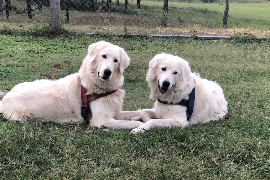 Two white dogs sitting, one wears a red halter collar, while the other wears a blue halter collar