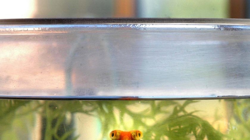 A goldfish swims to the top of its fishtank