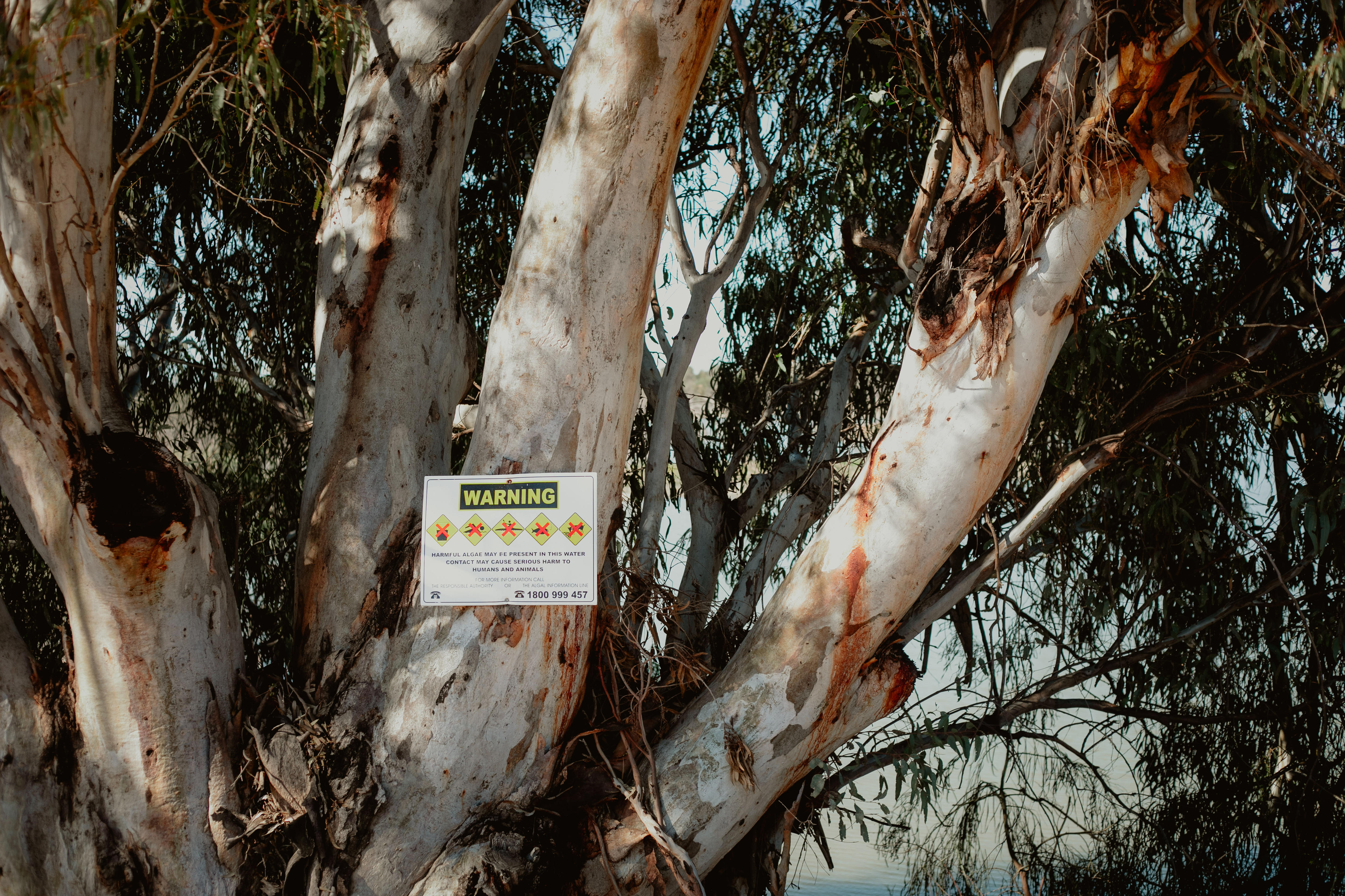 A sign next to Lake Wetherell warns of algal bloom risk.