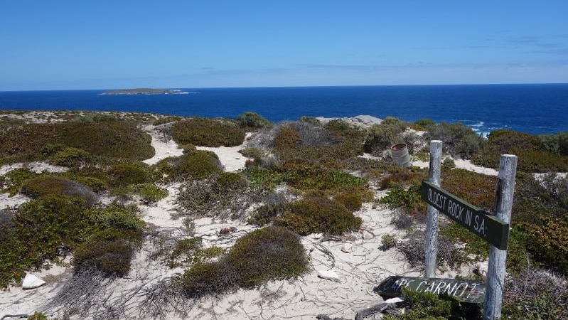 The sea is seen in the distance with sand dunes with small shrubs growing in front. A sign points to the oldest rock in SA.