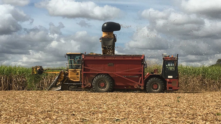 A harvester in the Rocky Point cane region north of the Gold Coast