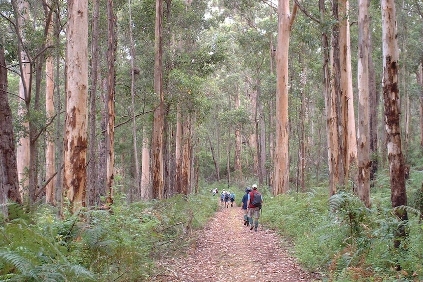 Hikers and karri trees on the Bibbulmun Track