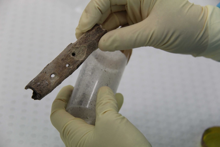 Bone fragment with holes in it after testing