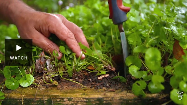 A hand trowel in a garden dividing plants. Has Video.