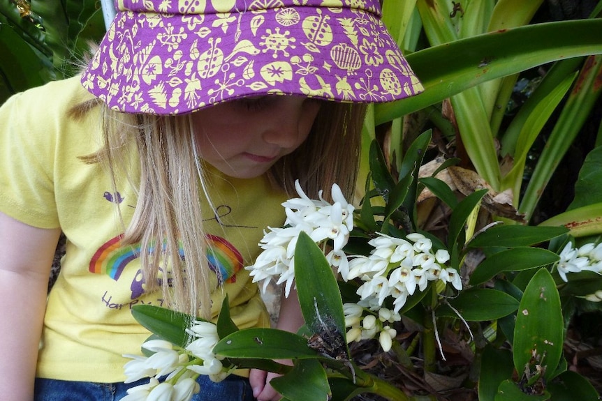 A little girl leans over to smell a stem of small white orchids.