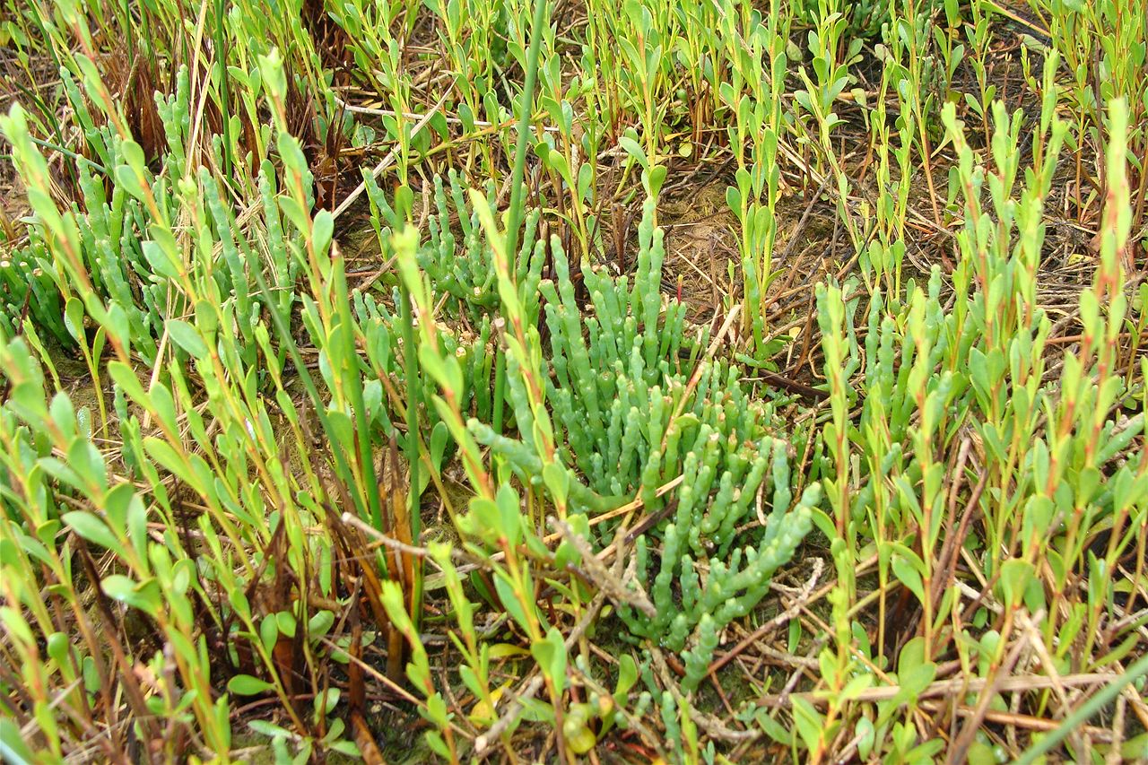 Farmer fined $60k for clearing native vegetation north of Adelaide