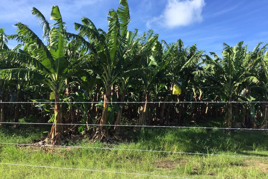 A barbed wire fence runs along a banana plantation.