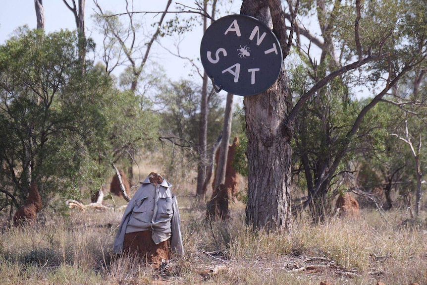 A termite mound dressed as a man with a satellite television dish.