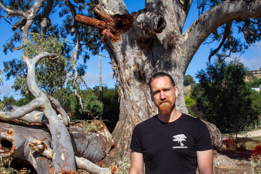 A bearded man in a black t-shirt standing in front of a large tree with several large broken limbs on the ground.