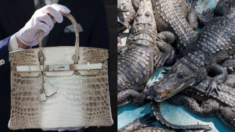 Himalaya Genuine Crocodile Alligator Leather Skin Crossbody Bags Case for  Mens