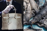 A composite of two images: A man wears white gloves as he holds up a Hermes handbag, and a generic pen of crocodiles.