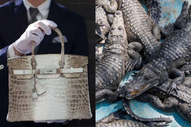 Review announced into Australia's secretive, luxury fashion-linked crocodile  farming industry - ABC News